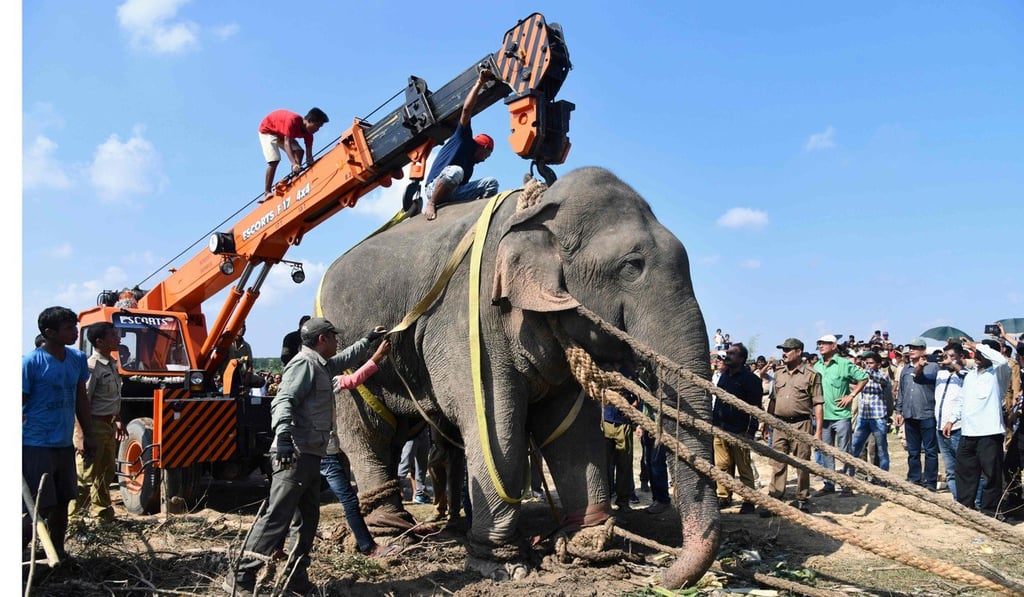 The elephant is moved with the help of a crane. Photo: AFP