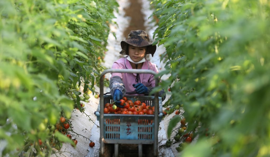 A Vietnamese worker picks tomatoes at a tomato farm in Asahi, Chiba prefecture, Japan, in December 2018. Photo: Bloomberg