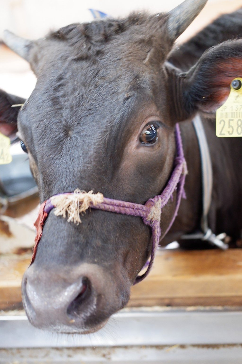 Tajima cattle from Morimoto Farm. Photo: Evelyn Chen