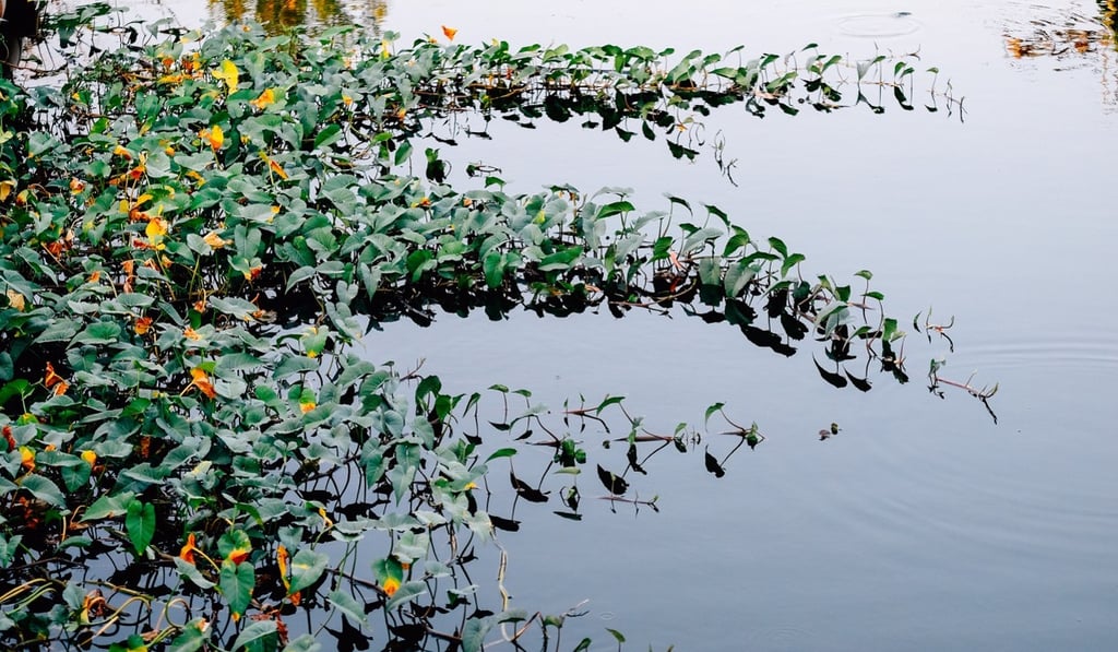 Chinese water spinach growing in a pond. Photo: Shutterstock