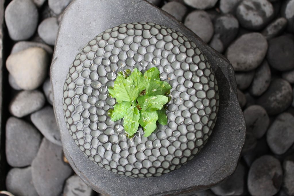 Sirsak is an Indonesian plant from Bali’s Locavore restaurant. Sirsak is an Indonesian plant from Bali’s Locavore restaurant.