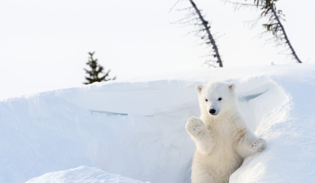 If this is what you see when you look out of the window, chances are you got mega snow, but you might want to wait for the bear to leave before you try to measure it.