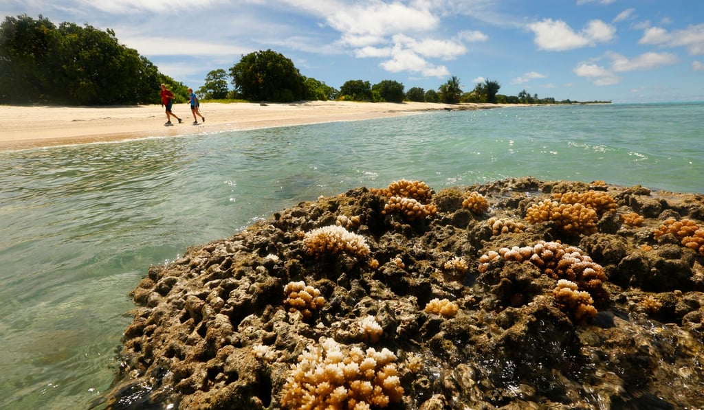 Bleached coral is exposed to the hot sun during low tide. Photo: Los Angeles Times via TNS