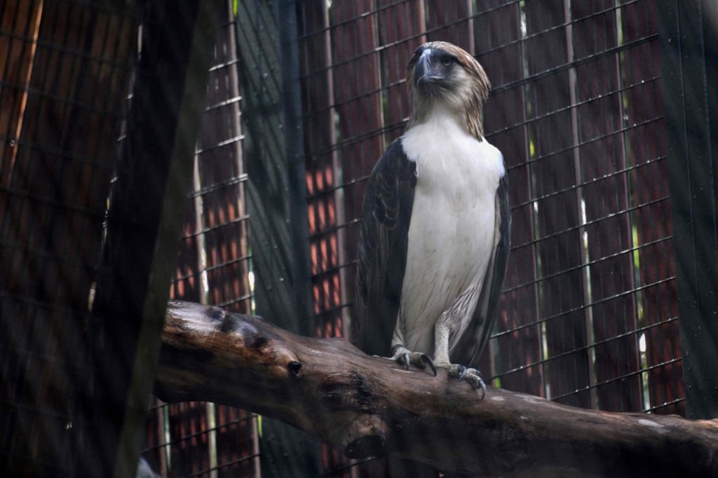 A female Philippine eagle named Sambisig at Jurong Bird Park in Singapore. Photo: AFP A female Philippine eagle named Sambisig at Jurong Bird Park in Singapore. Photo: AFP