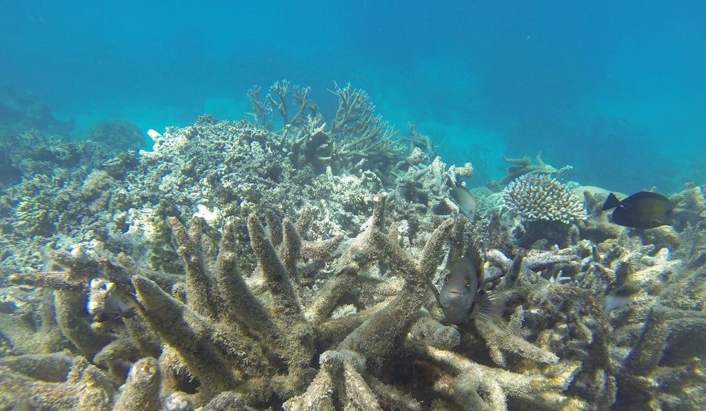 Portions of the Great Barrier Reef, like this one at Port Douglas, have bleached