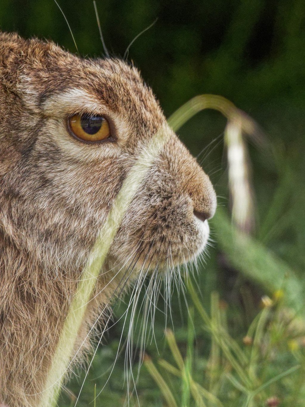 A woolly hare in the national park. Photo: Martin Williams
