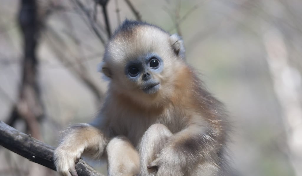 Golden snub-nosed monkeys were featured in Bilibili’s Hidden Kingdoms of China. Photo: National Geographic/Jess Tombs Golden snub-nosed monkeys were featured in Bilibili’s Hidden Kingdoms of China. Photo: National Geographic/Jess Tombs