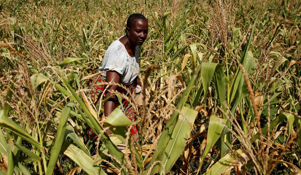 Villager Shupikai Makwavarara inspects her failing maize crop in rural Bindura near Harare, Zimbabwe. Photo: Reuters