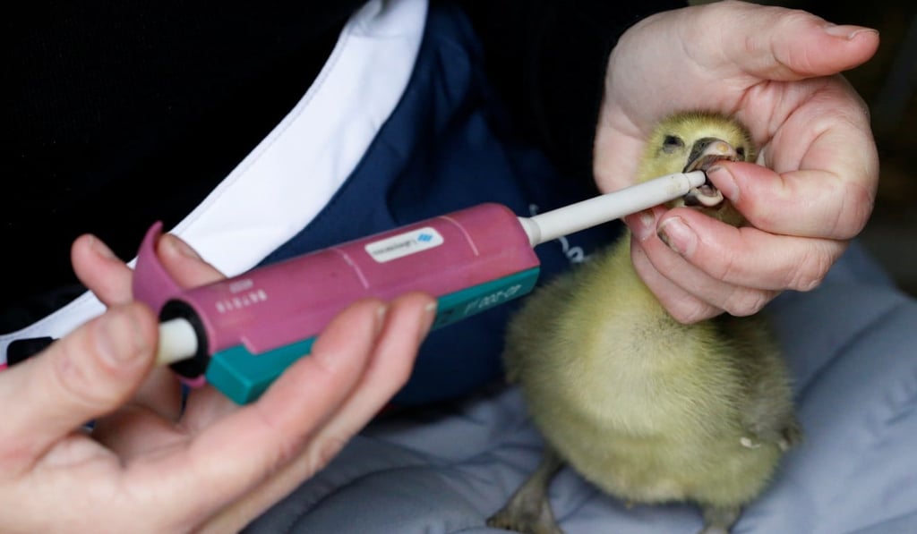 A geese grower farmer gives a dose of serum containing the bacteria to stimulate fat growth in liver to a two-day-old gosling to produce “naturally fatty” foie gras, in Bazillac, France on Tuesday. Photo: Reuters A geese grower farmer gives a dose of serum containing the bacteria to stimulate fat growth in liver to a two-day-old gosling to produce “naturally fatty” foie gras, in Bazillac, France on Tuesday. Photo: Reuters