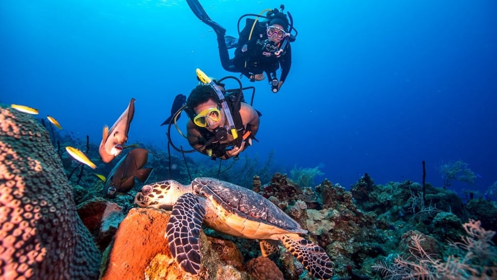 Underwater diving has many health benefits. Photo: Padi Underwater diving has many health benefits. Photo: Padi