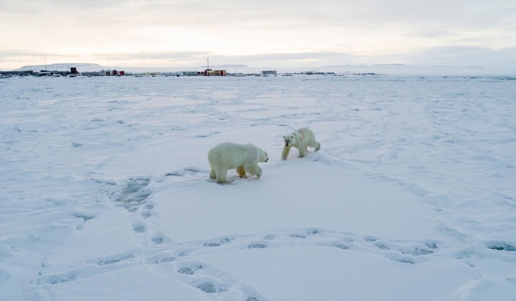Polar bears outside the village of Ryrkaypiy in the Chukotka region of Russia. Photo: AFP Polar bears outside the village of Ryrkaypiy in the Chukotka region of Russia. Photo: AFP