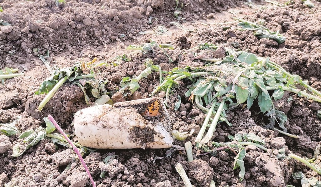 People came from miles around to help themselves to the “free” vegetables. Photo: Weibo People came from miles around to help themselves to the “free” vegetables. Photo: Weibo