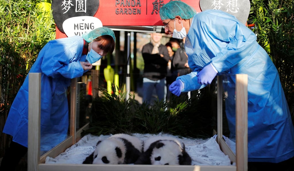 Meng Yuan and Meng Xiang make their debut at Berlin Zoo. Photo: Reuters Meng Yuan and Meng Xiang make their debut at Berlin Zoo. Photo: Reuters