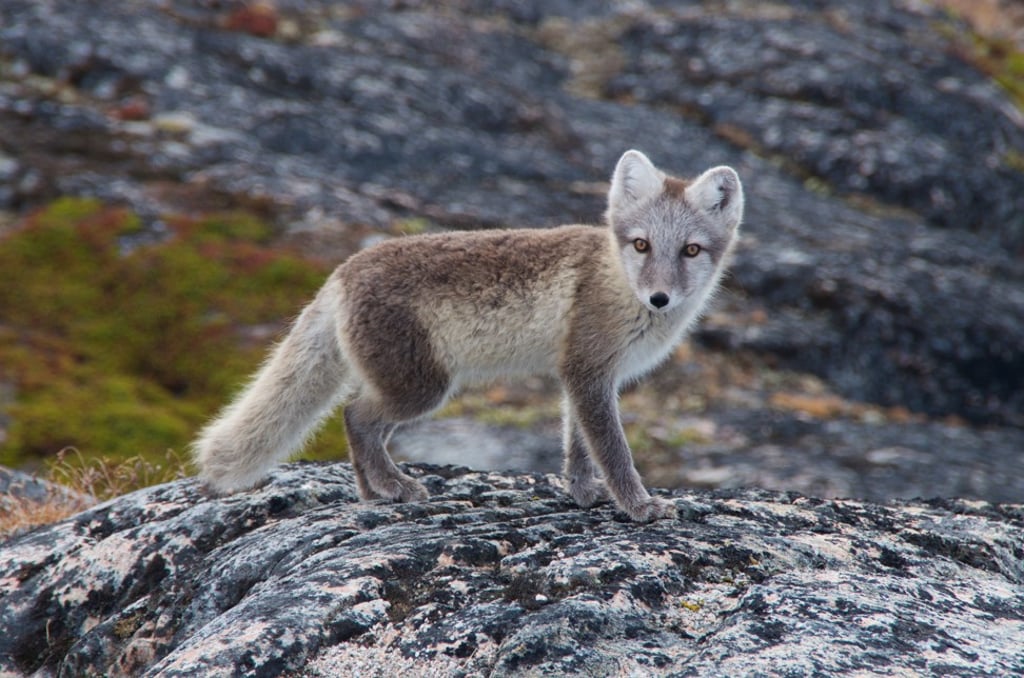 At Greenland’s Ilulissat Icefjord, a curious young Arctic fox comes close to observe visitors. Photo: Peter Neville-Hadley At Greenland’s Ilulissat Icefjord, a curious young Arctic fox comes close to observe visitors. Photo: Peter Neville-Hadley