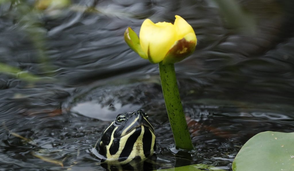 A Florida red-bellied turtle moves in to eat the flower of a lily pad in Everglades National Park. A popular pet, this cooter can live for up to 26 years.