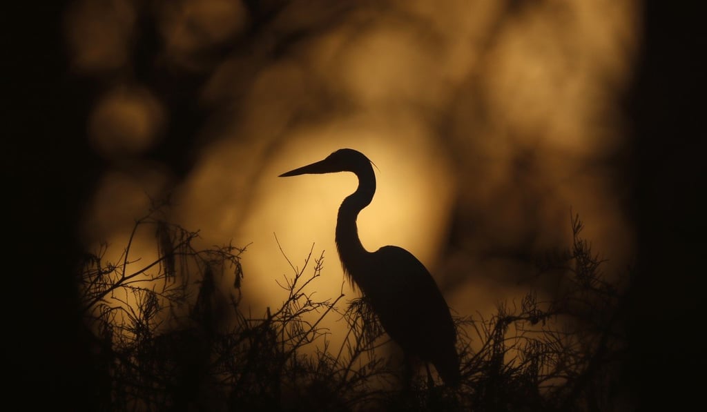A great egret rests on top of a tree at dawn in Everglades National Park. Egrets hunt in the shallows by standing dead still and then spearing passing prey with their sharp bills.
