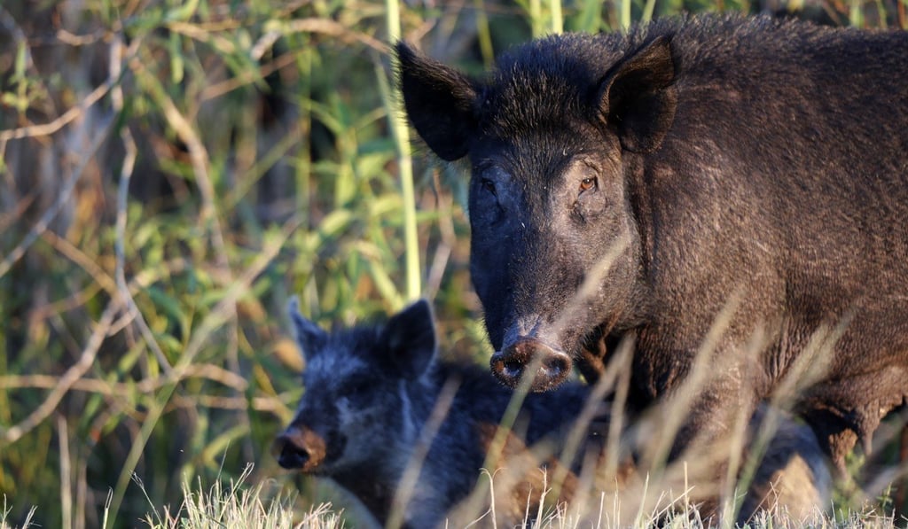 Feral pigs roam near LaBelle, Florida. The state is second only to Texas in the number of non-native wild pigs living in the state.