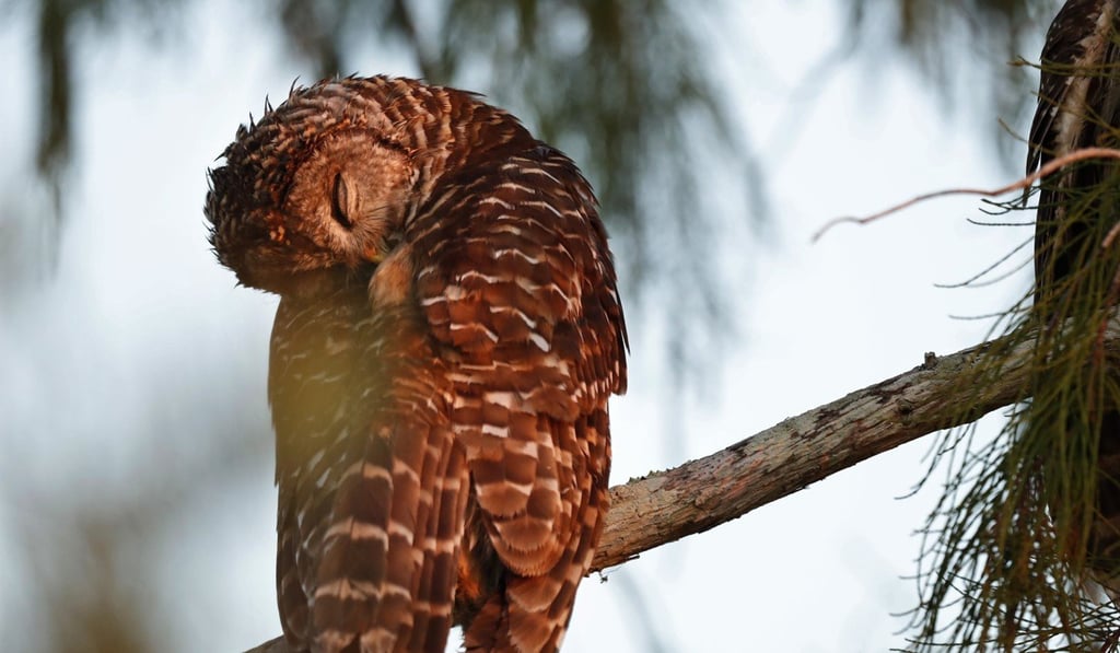 A barred owl rests at dawn in Everglades National Park. Their strange calls have scared many a camper in the dead of night. But if you listen carefully it sounds like they’re saying “Mmm mmm,” in the most emphatic way.