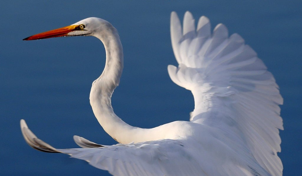 A great egret, also known as a heron, takes flight at Lake Okeechobee in Florida. The lake serves as a reserve water supply for South Florida.