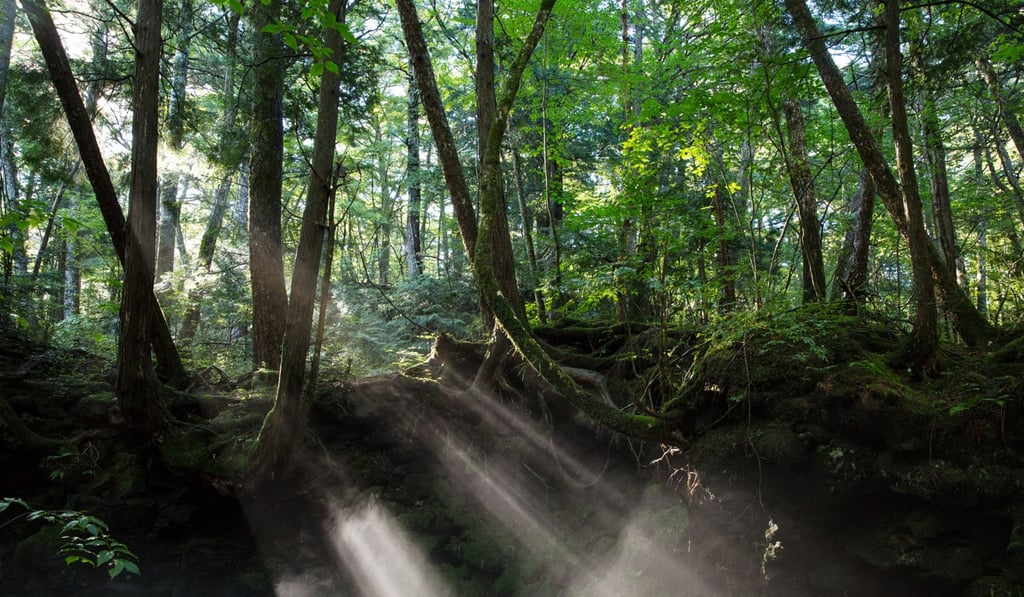 Japan wants to encourage more tourism over the next decade. Photo: Hoshinoya Fuji Hotel