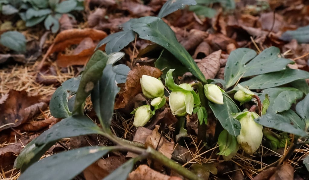 Fooled by the warm weather, flowers blossom at Moscow State University’s Apothecary Garden on Wednesday. Photo: Reuters Fooled by the warm weather, flowers blossom at Moscow State University’s Apothecary Garden on Wednesday. Photo: Reuters