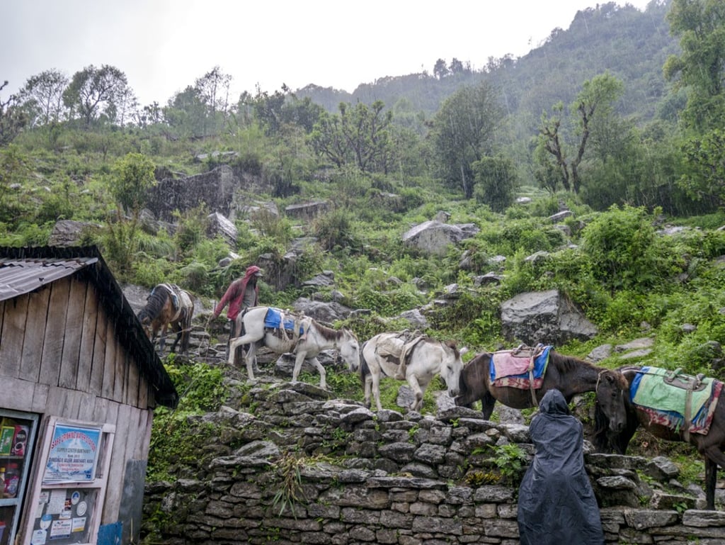 Donkeys descend from Ulleri village in Nepal. Photo: Nam Cheah Donkeys descend from Ulleri village in Nepal. Photo: Nam Cheah