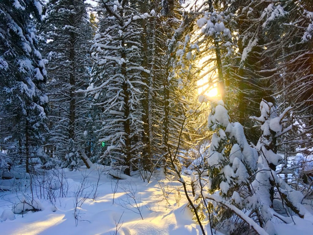 Sun filters through the trees near Cameron Dueck’s cabin in Manitoba. Photo: Cameron Deuck
