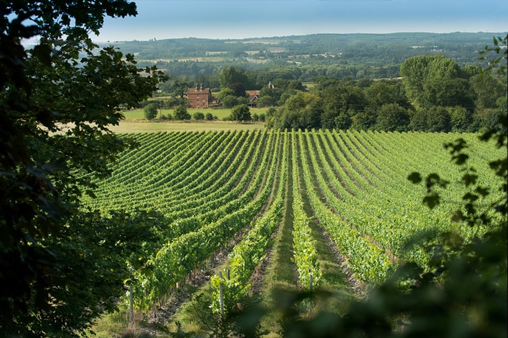 Vineyards of the Chapel Down winery in Kent, southern England.