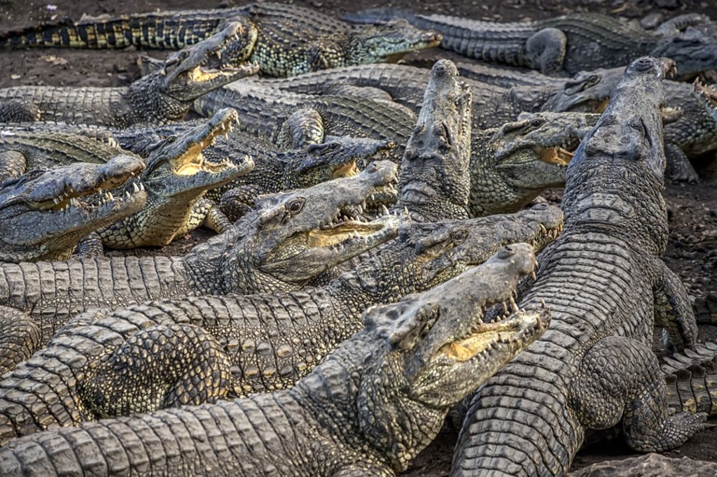 William Belo initially bought crocodiles to get rid of his chickens after they grew too old to lay eggs. Photo: Getty Images/iStockphoto William Belo initially bought crocodiles to get rid of his chickens after they grew too old to lay eggs. Photo: Getty Images/iStockphoto