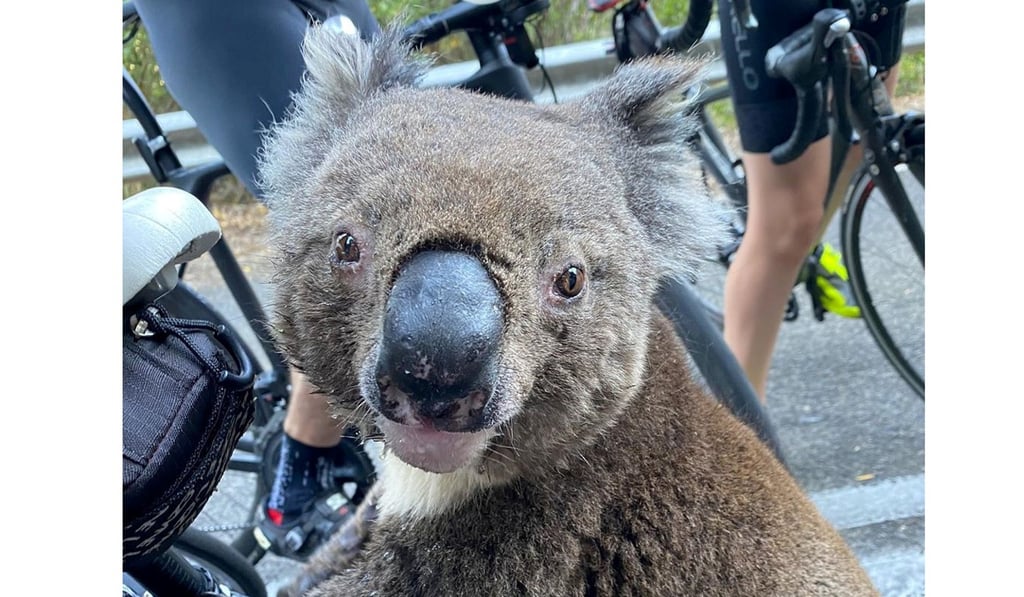 A koala looks at the camera while receiving water from a cyclist during a severe heatwave in South Australia. Photo: Instagram via Reuters