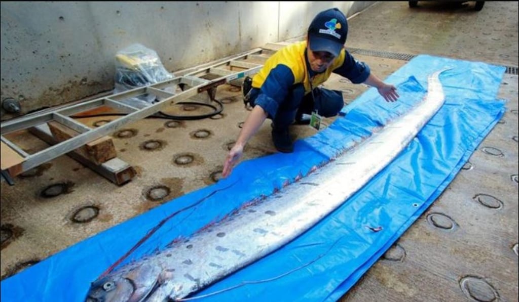 Oarfish sightings supposedly foretell tragedy, particularly earthquakes and tsunami. Photo: Twitter