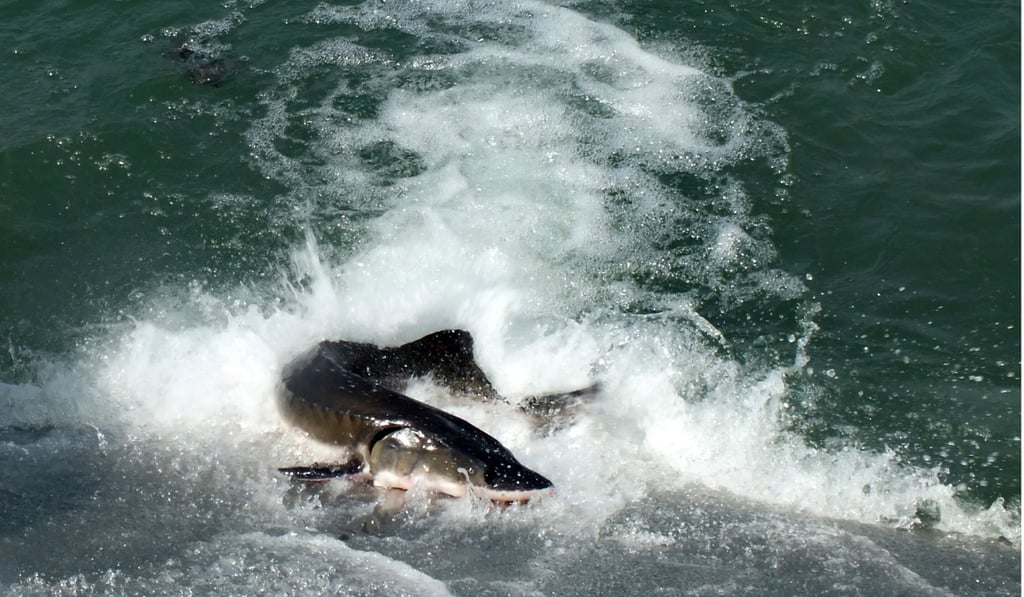 A Chinese sturgeon bred in captivity is released into the Yangtze River in 2015. The species is critically endangered. Photo: Visual China Group via Getty Images A Chinese sturgeon bred in captivity is released into the Yangtze River in 2015. The species is critically endangered. Photo: Visual China Group via Getty Images