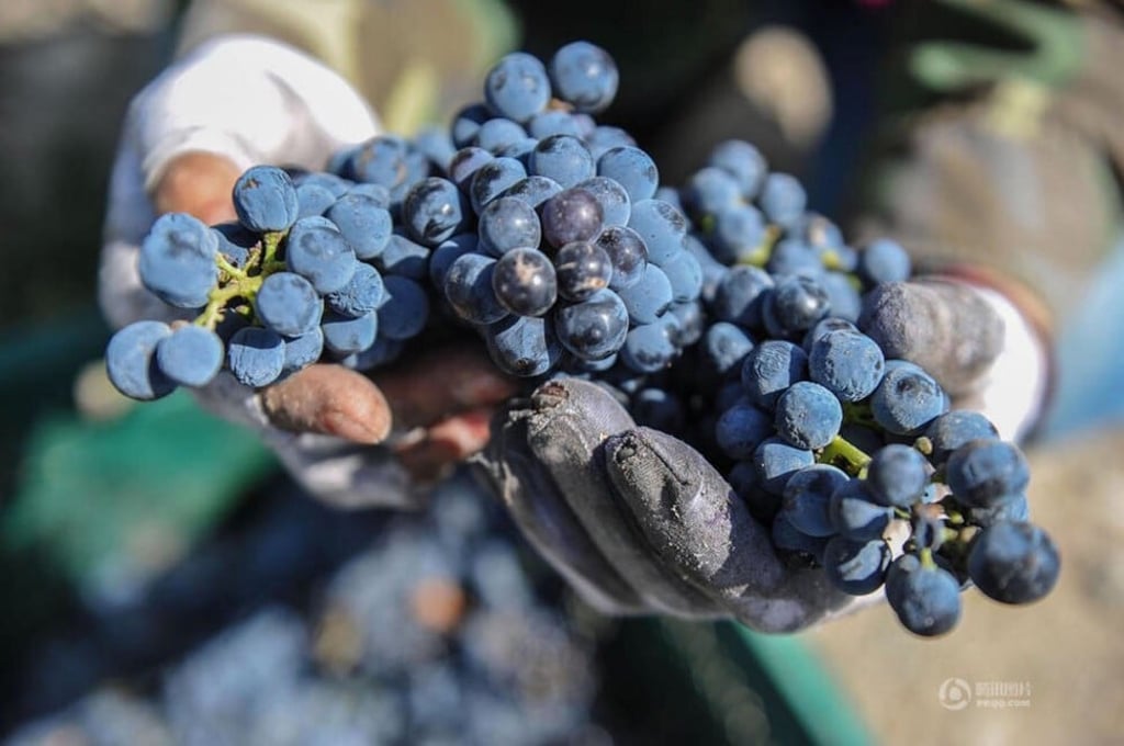 A sixth-century calendar, 24 solar terms, comes in handy for deciding when to sow and prune vineyard harvests at Silver Heights. Photo: Silver Heights