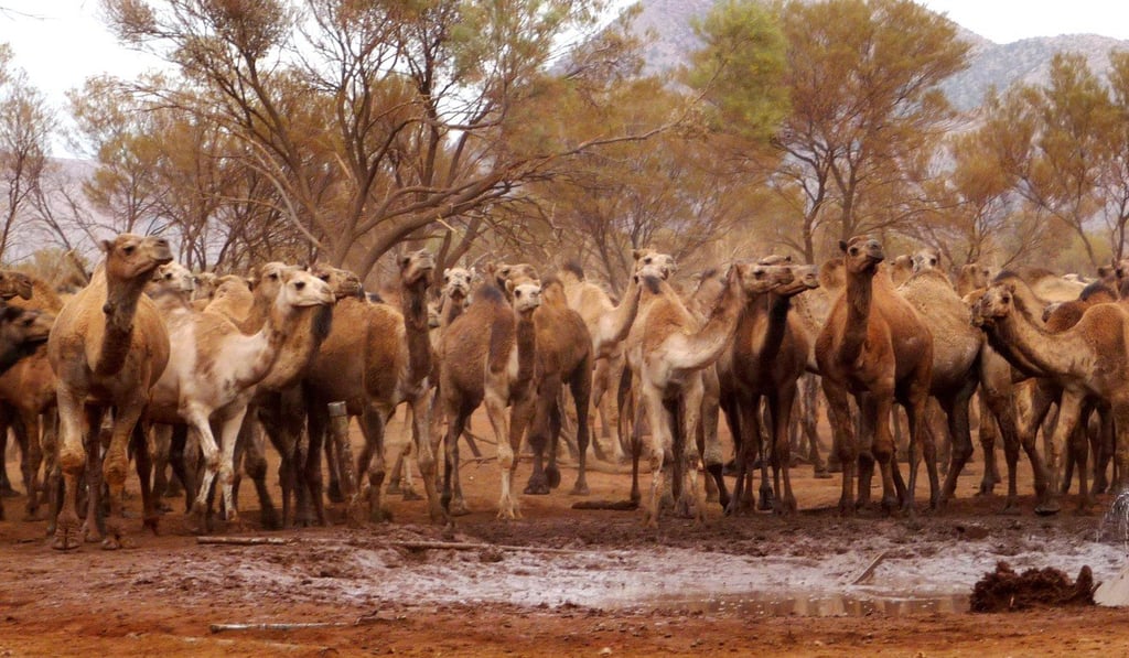Camels were first introduced to Australia in the 1840s to aid in the exploration of the continent’s vast interior. File photo: EPA/NT GOVERNMENT