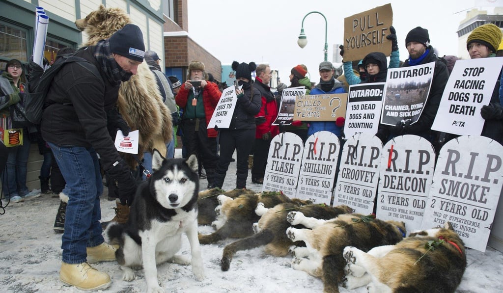 Peta protests prior to the ceremonial start of the Iditarod Trail Sled Dog Race in Anchorage, Alaska in 2018. Photo: AP
