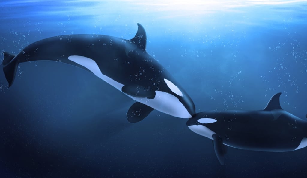 Orcas and pilot whales are the only animals besides humans to go through menopause. Photo: Shutterstock