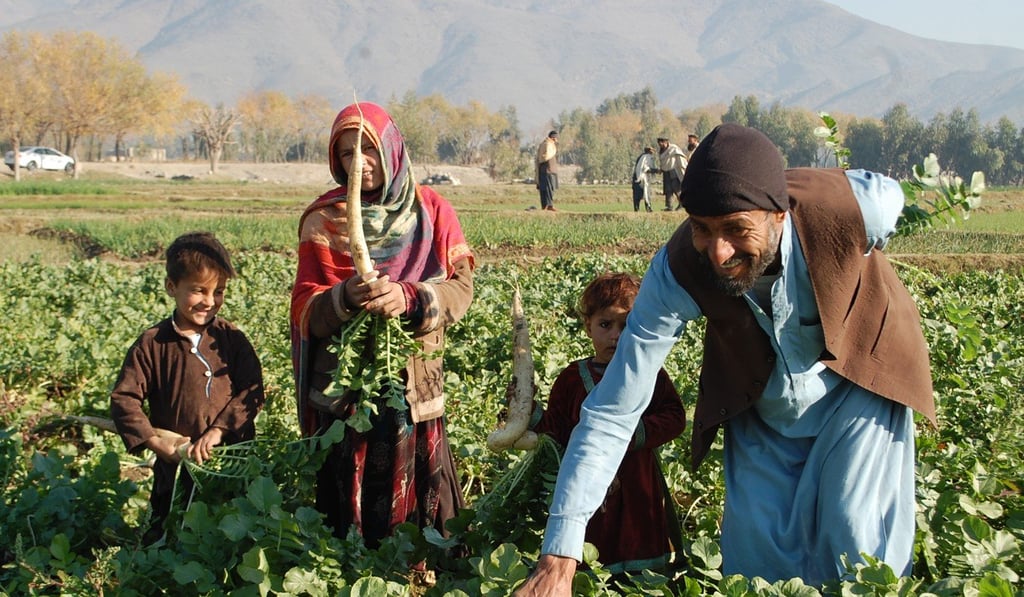 Shafiq works on a radish field in Kuz Kunar, Afghanistan, an area that was dry before Tetsu Nakamura’s canal arrived. Photo: Ezzatullah Mehrdad