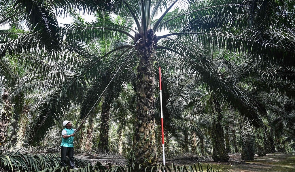 Palm oil is the major contributor to Malaysia’s agriculture sector. Photo: AFP