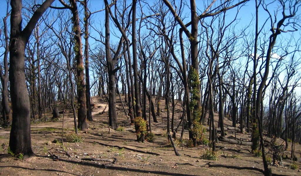 A eucalyptus forest that burned during a 2009 wildfire in Victoria, Australia. Photo: Sebastian Pfautsch via AP A eucalyptus forest that burned during a 2009 wildfire in Victoria, Australia. Photo: Sebastian Pfautsch via AP