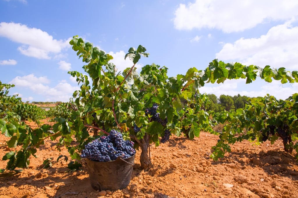 Bobal grapes being harvested. Photo: Shutterstock Bobal grapes being harvested. Photo: Shutterstock