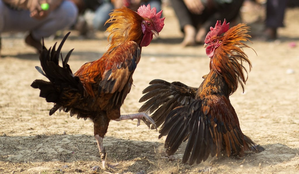 Roosters attack each other during a cockfight as part of Jonbeel festival near Jagiroad, India, on January 17. Photo: AP