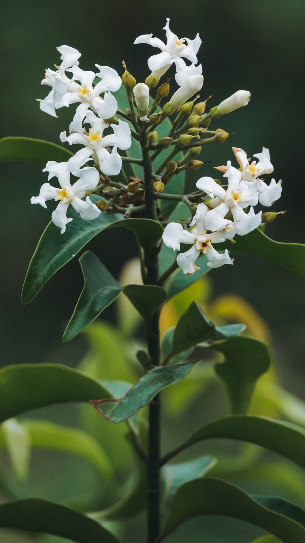 Psychedelic West African drug Ibogaine is naturally found in flowering plants like the voacanga africana. Photo: Shutterstock