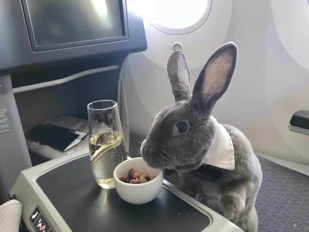 Coco enjoys nuts and champagne during the flight. Coco enjoys nuts and champagne during the flight.