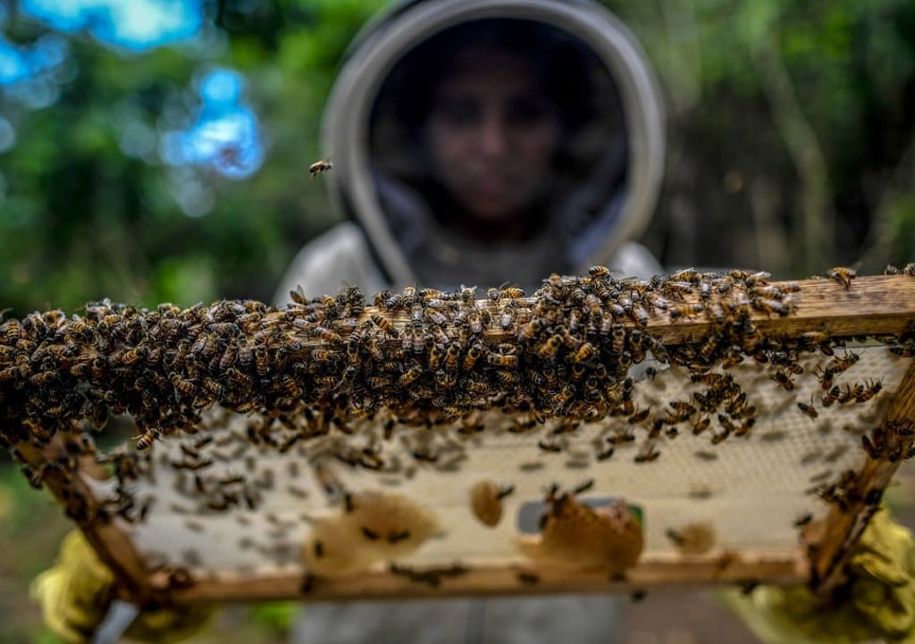 Gwyneth Paltrow has praised the merits of bee-sting therapy. Photo: AFP