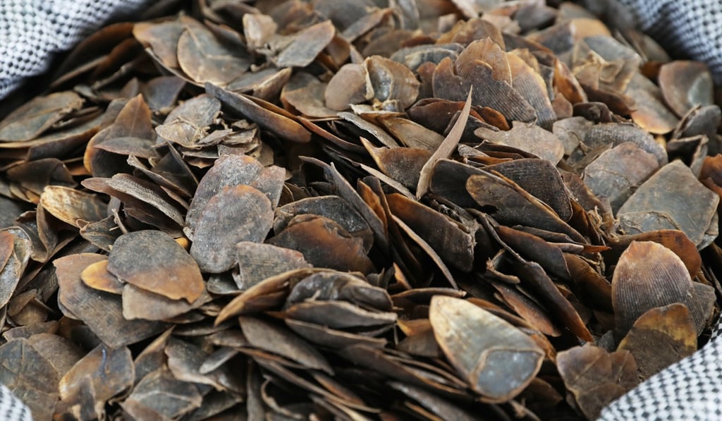 Pangolin scales seized by Hong Kong customs. Photo: K.Y. Cheng