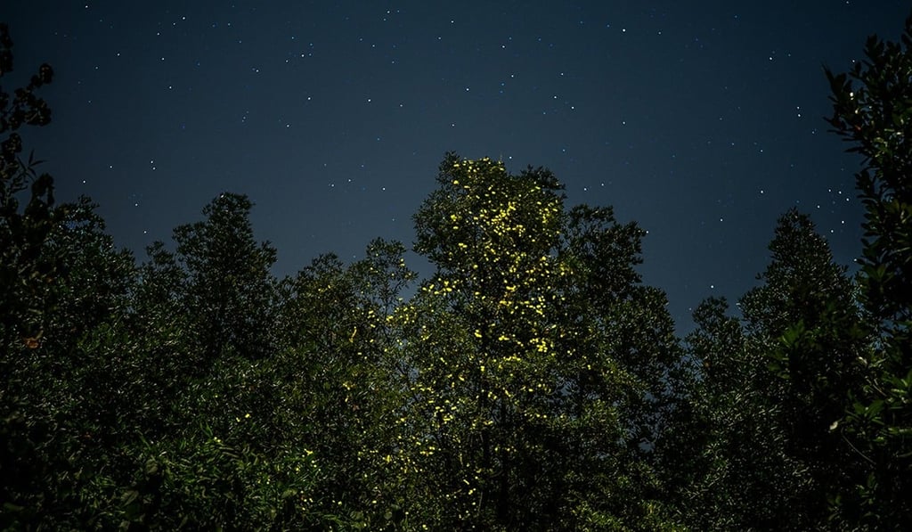 A firefly display tree in Thailand. Photo: Tufts University via AFP