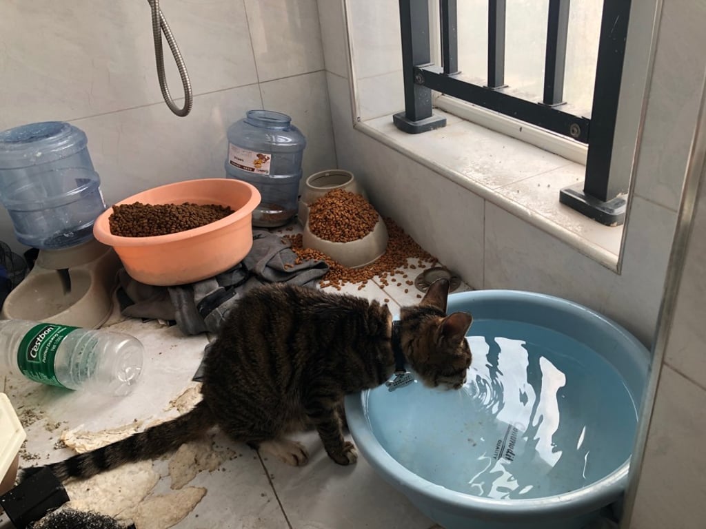A cat rescued by volunteers. Photo: Wuhan Pet Life Online