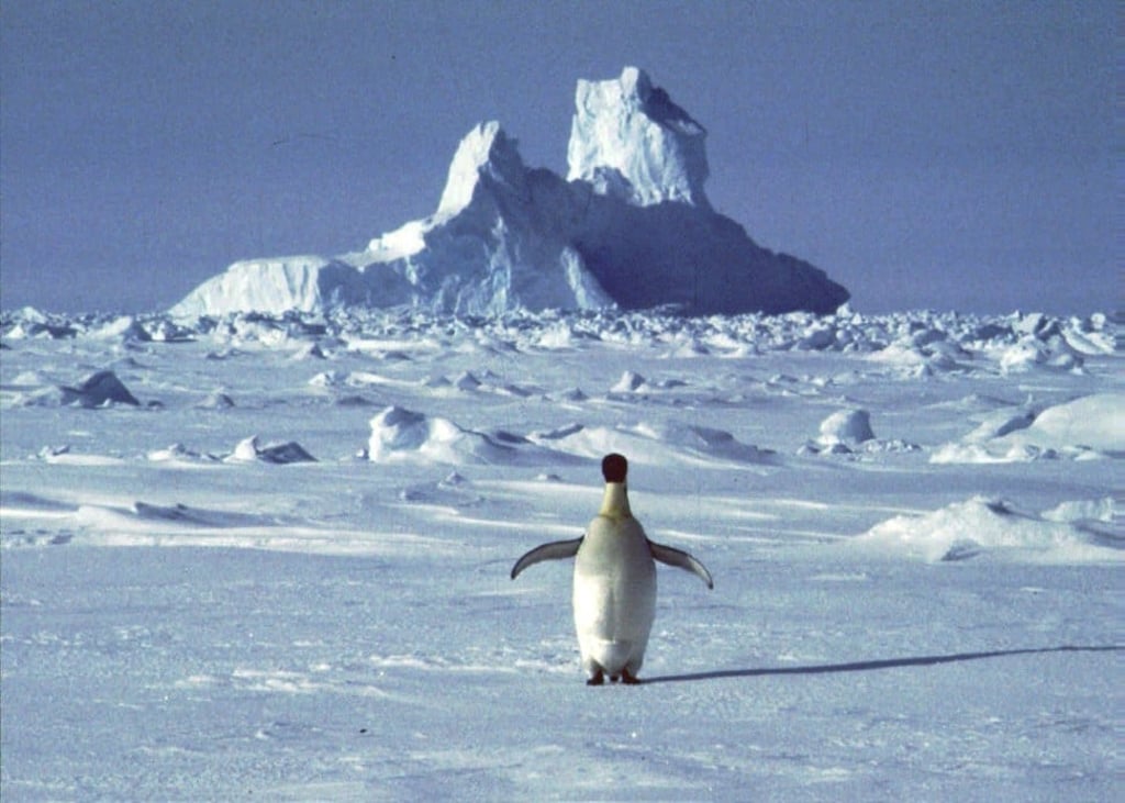 A lonely penguin appears in Antarctica during the southern hemisphere's summer season. Photo: AP A lonely penguin appears in Antarctica during the southern hemisphere's summer season. Photo: AP