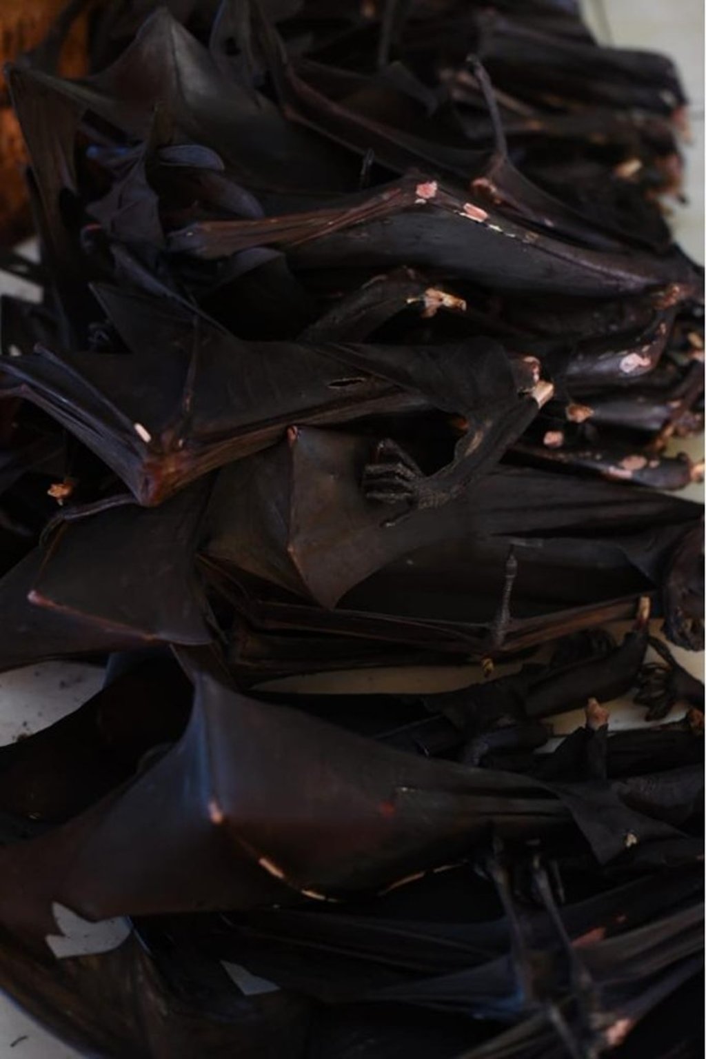 Bats on sale at the Tomohon Extreme Market in North Sulawesi, Indonesia. Photo: YAKI
