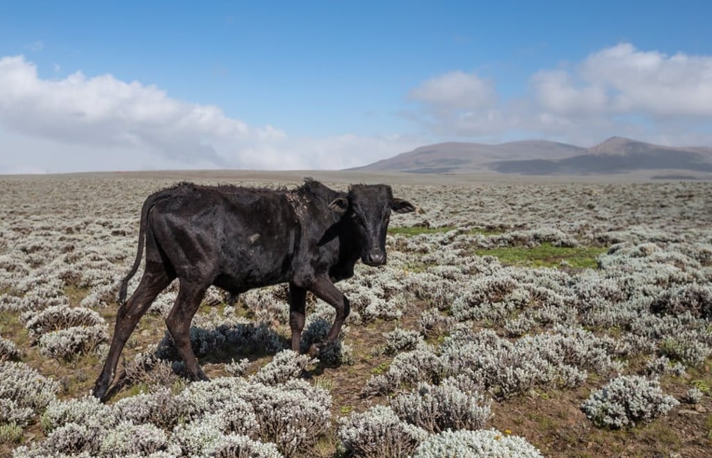 A cow on the Sanetti Plateau. Photo: Daniel Allen